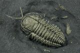 Two Pyritized Triarthrus Trilobites with Appendages - New York #383769-2